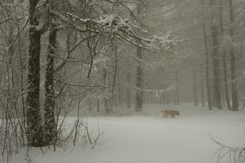 Зимнее утро / Туманные лиственницы