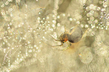 Пузырьковый паук :) / очень маленький паук, примерно 3 мм сидел в своей паутинке, которая вся была в утренней росе :)