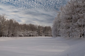 Мороз и солнце. / Пушкин.Екатерининский парк. Нижний пруд.