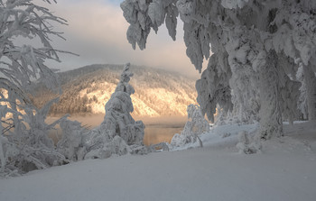 Сибирская сказка. / Иней на деревьях в большие морозы.