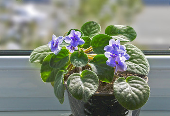 Фиалочка на окне в контражуре / цветет почти круглый год