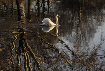 По утру / средь чудищь, лебедь белая плывёт