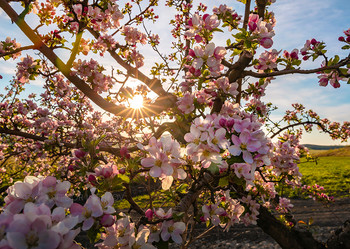 Яблоня в цвету / Апрельское цветение фруктовых садов в Кавминводах. 
Из фотопроекта «Открывая Ставрополье».