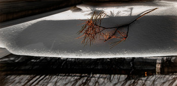 Прилетела. / Ветка.