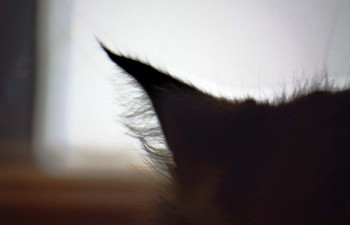 Кошачий март... / Прекрасней ушек в мире нет,
Чем у тебя, малышка!
В них удивительный секрет –
Его не сыщешь в книжках.