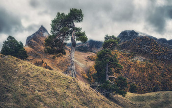 Патриархи гор... / КЧР, старые сосны на склонах Загеданского хребта. Панорама из 4-х вертикальных кадров.