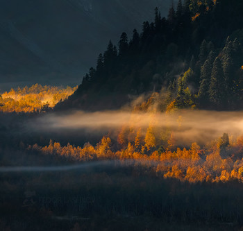 Контраст / Туман бродит по долине реки Гоначхир. А солнечные, рассветные, лучи наконец-то осветили мрачный пейзаж. Вспыхнуло золото осени. 
Тебердинский природный биосферный заповедник.
Из фотопроекта «Кавказ без границ».
