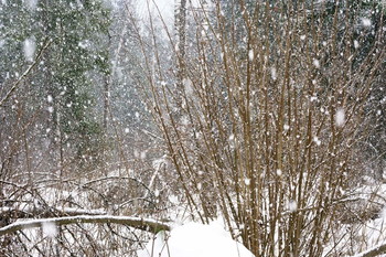 В мартовском лесу. / Вчера была чудесная погода - и снег, и солнце, и тучи - сюжеты на выбор. Это один из них.