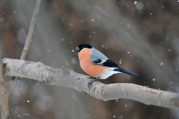 Снегирь / весна, птицы