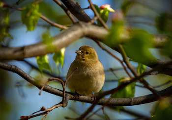 Насторожился / ***