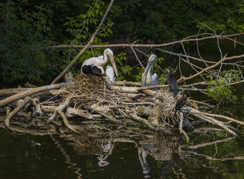 В гнезде / ***