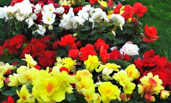 Цветочный праздничный ковёр / С праздником 8 Марта всех любительниц фотографий