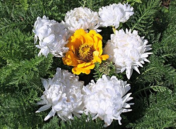 &nbsp; / С 8 марта поздравляю,
Чтоб была счастливой,
Неземной, всегда любимой,
Стильной и красивой.

Если нужно - несерьезной,
И немного дерзкой,
Чтоб не каждому открылась
В сердце твое дверца.

Непременно быть капризной,
Нежной, грациозной.
Пусть удача в жизни будет
Просто грандиозной.