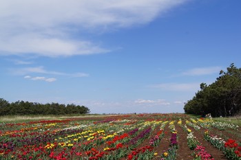Большое тюльпанное поле / На большом тюльпанном поле выращиваются клубни тюльпанов для Никитского ботанического сада