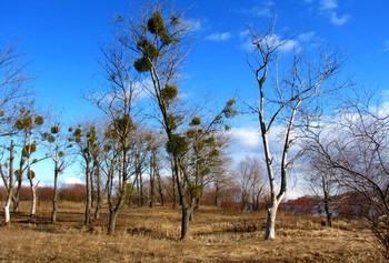 &nbsp; / весной