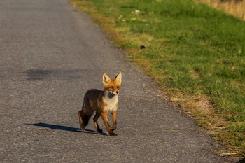 Встреча на дороге / лиса