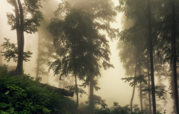 В чаще туманного леса / Реликтовый лес,Горки город, Красная поляна, Сочи

http://www.youtube.com/watch?v=BiqlZZddZEo