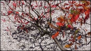 &nbsp; / sunny day - trees losing leaves