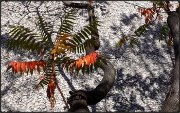 &nbsp; / tree losing leaves on sunny day