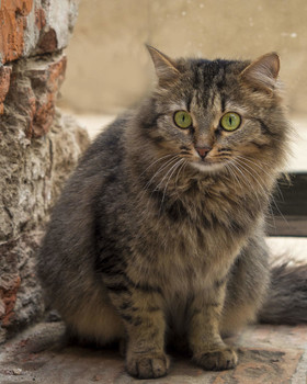 кошка в аранжерее / встретил кошку