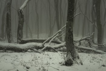 Туманное утро / Зима в Ставропольском лесу