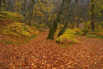 Осенняя тропинка / Прошедшая осень
