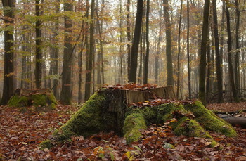 Багряная осень.. / Утро в осеннем лесу. Зарисовка .