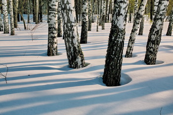 Мартовский лес. / Томская область.