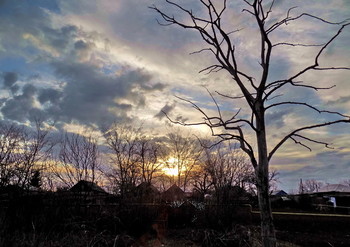 Закат в марте / Дерево,крыши,небо,облака