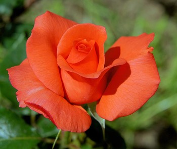 Роза / Юность цветка