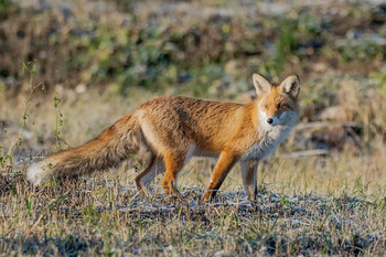 Лиса. / Лисица, лиса, обыкновенная лисица или рыжая лисица (лат. Vulpes vulpes) — хищное млекопитающее семейства псовых, наиболее распространённый и самый крупный вид рода лисиц. Длина тела 60—90 см, хвоста — 40—60 см, масса — 6—10 кг.