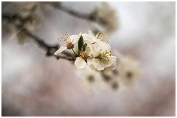 &nbsp; / Plum tree flowers shot with NikonD5600 and Helios 44m4 lens