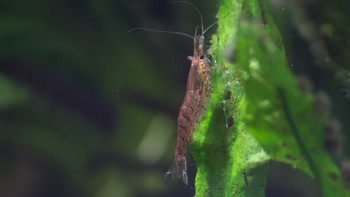 Креветка / креветка в аквариуме