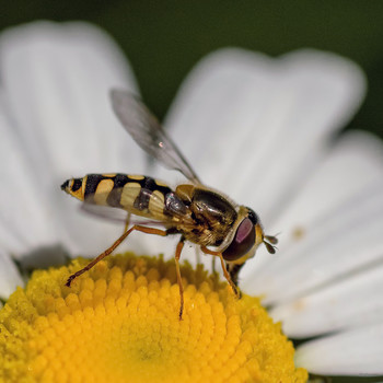 &nbsp; / Муха-журчалка осовидная (Syrphus ribesii)