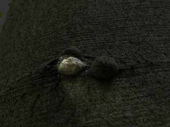 &nbsp; / Ein Schatz im Wald
