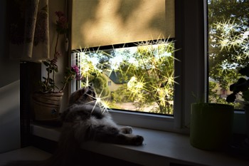 Буся / квартира кошка