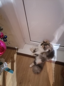 Буся / Подготовка к празднику