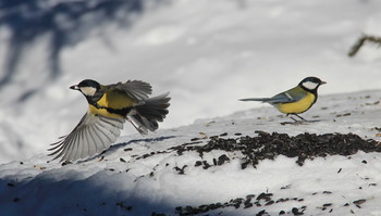 Синицы / Синицы за обедом. Зима 2021 год.