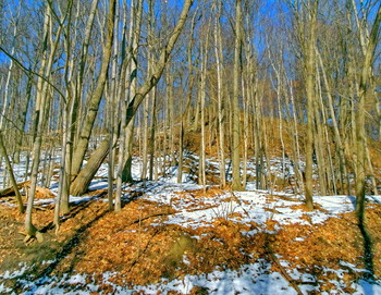 уходящий снег / кленовый лес в парке в Торонто, Канада