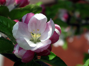 Яблони в цвету / весеннее цветение
