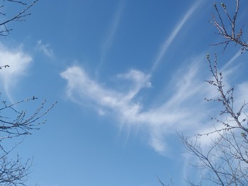Облако-птица / Облако в виде птицы