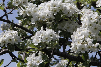 Сады цветут / Весна пришла