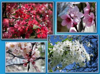 Цвет и запах весны / Цветение