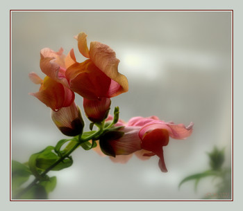 цветочное настроение / [img]https://i.imgur.com/bZrxoCD.jpg[/img]