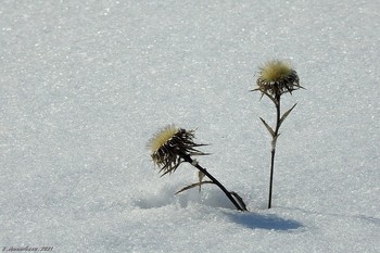 Зимние цветы / ...