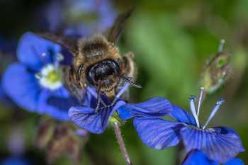 &nbsp; / En el jardín flores y insectos.