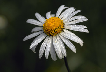 &nbsp; / Нивяник обыкновенный, или Поповник, или Ромашка садовая (Leucanthemum vulgare)