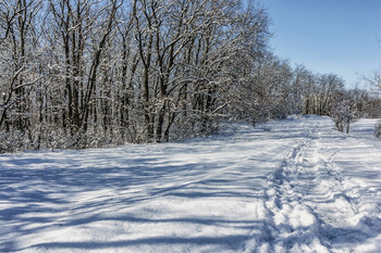 Вдаль по заснеженной дороге.. / Утром после снегопада. Снег на ветвях деревьев. На краю леса по дороге с настом снега... Заснеженный край леса.. И солнце поднялось. Тени на заснеженной дороге.