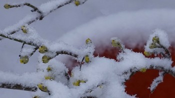 Утомили зимы,уж, капризы... / Ты поведай о том,мой Мурлыка,
Что журавль, улетая, курлыкал:
Возвратится он поздно иль рано,
Приведёт ли весну нам заряну?

Намотал на усы все секреты,
Когда,высмотрев в небе просветы,
Растянулся ты,жмурясь на солнце,
Заглянувшее мельком в оконце.

Перепуталось, видимо, время,
Разобраться с ним-тяжкое бремя.
Снег насыпан опять за порогом,
Вновь бежит перемёт вдоль дороги.

Утомили зимы, уж, капризы:
То у снега в плену кипарисы,
То от солнца у Деда Мороза
Побежали вдруг капли из носа. 

Иль со звоном хрустальным сосули
Пики мокрые в землю воткнули,
А сугробы, усталые, с ели,
Грозно ухнув, у ствола осели.

Небо ночью рассталось с луною,
Тучей, будто бы, серой тоскою,
Опоясано. Сыпятся росы.
Или падают грустные слёзы?

Ты поведай о том,мой Мурлыка,
Что журавль, улетая, курлыкал:
Заготовлено ль много сюрпризов
Нам у Крымской зимы,у капризы?

Знать,ведёт нам весну, уж журавка,
Коль, проклюнулась робкая травка,
И дурманящий ветер, бог мой!
В грудь врывается,словно,шальной!