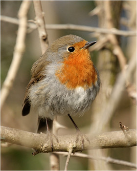 Зарянка (лат. Erithacus rubecula) / Зарянка (лат. Erithacus rubecula)